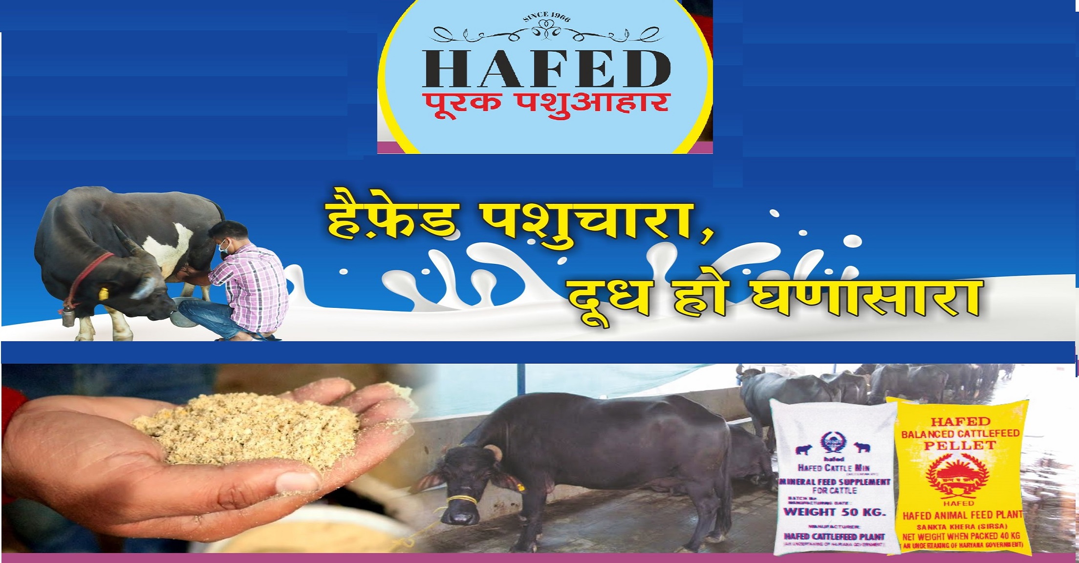 Hafed Cattle Feeds